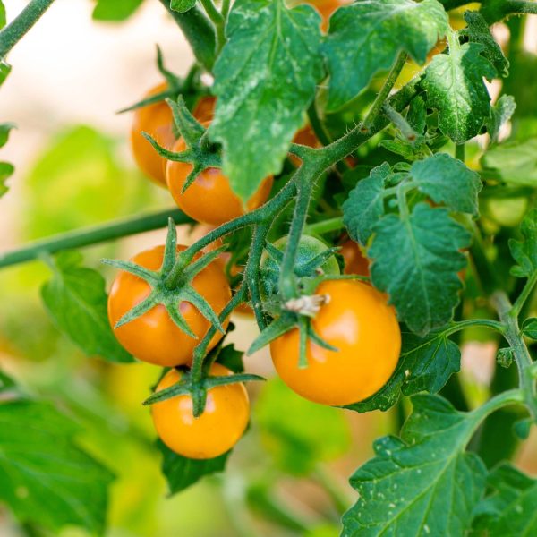 Sungold Tomato Seedling - Image 6