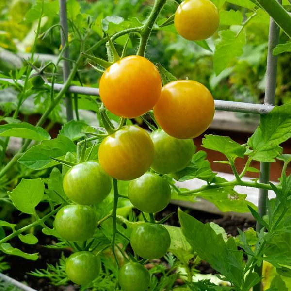 Sungold Tomato Seedling - Image 7