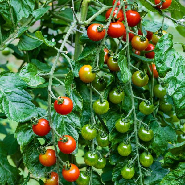 Sweet 100 Tomato Seedling - Image 4