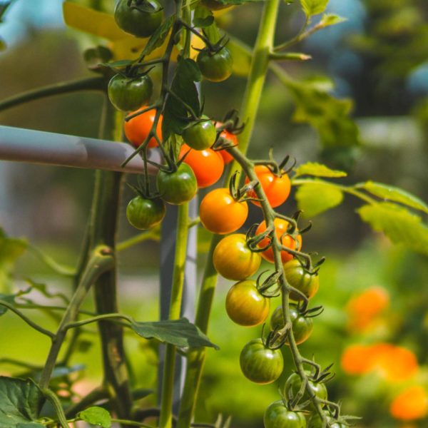 Sweet 100 Tomato Seedling - Image 7