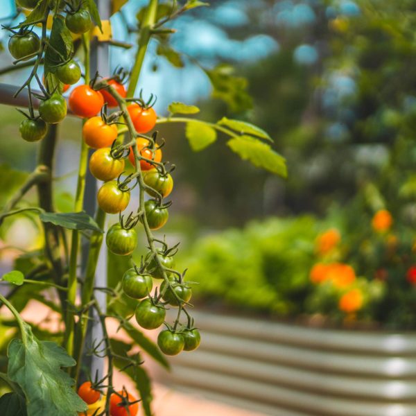 Sweet 100 Tomato Seedling - Image 6