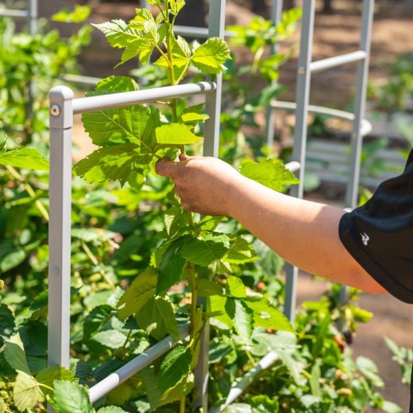 Wall Trellis System - Image 8