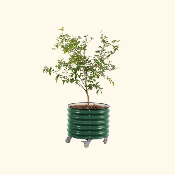 Self-watering Rolling Citrus Tree Planter - Image 5