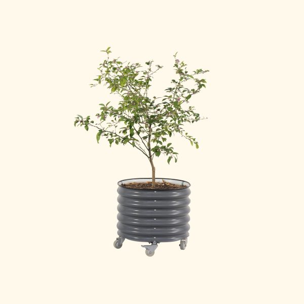 Self-watering Rolling Citrus Tree Planter - Image 4