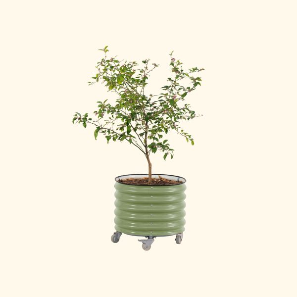 Self-watering Rolling Citrus Tree Planter - Image 3