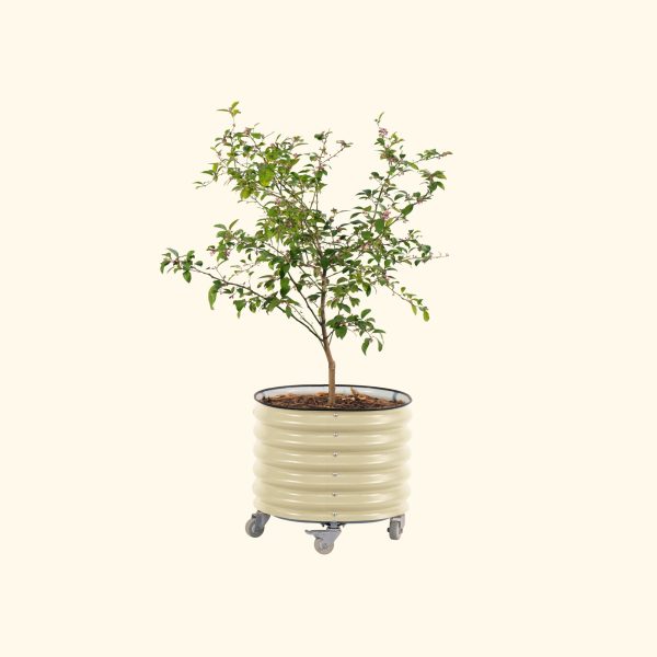 Self-watering Rolling Citrus Tree Planter - Image 2