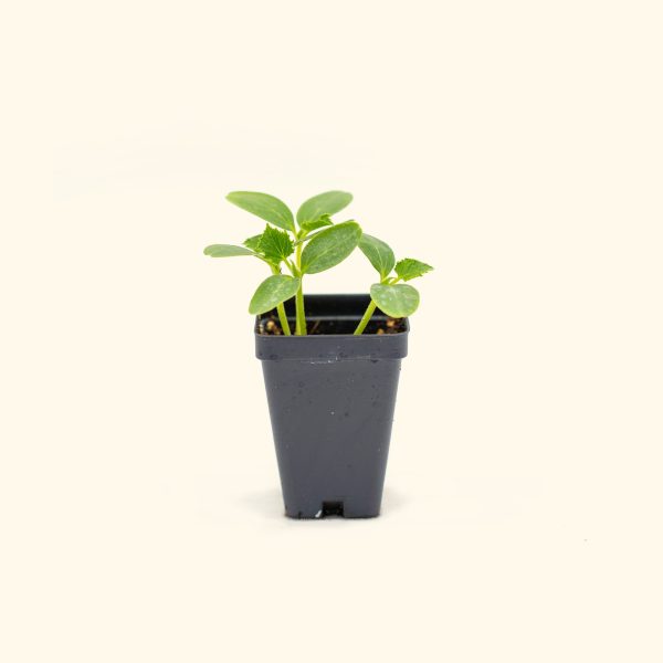 Crimson Sweet Watermelon Seedling - Image 2